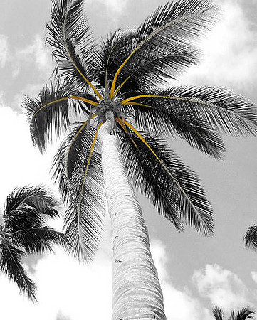 Punta Cana 077 copy2